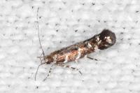 Vulcaniella