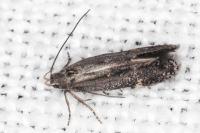 Aproaerema anthyllidella