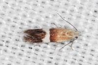 Aproaerema polychromella
