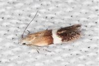 Aproaerema polychromella
