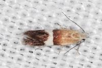 Aproaerema polychromella