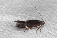 Aproaerema anthyllidella