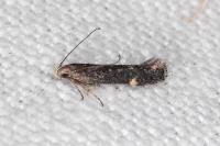 Aproaerema anthyllidella