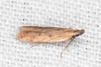 Dichomeris acuminata