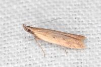 Dichomeris acuminata