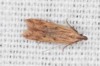 Dichomeris acuminata