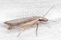 Dichomeris limbipunctella
