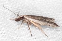 Dichomeris limbipunctella