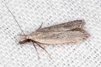 Dichomeris limbipunctella
