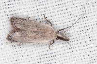 Dichomeris limbipunctella