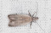 Dichomeris limbipunctella