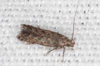 Tuta absoluta