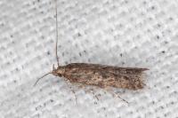 Tuta absoluta