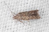 Tuta absoluta