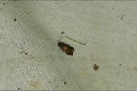 Ditula angustiorana