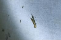 Plutella xylostella