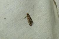 Triaxomera parasitella