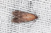 Stomopteryx
