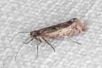 Acrolepiopsis vesperella