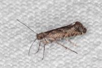 Acrolepiopsis vesperella