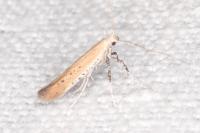 Aspilapteryx tringipennella