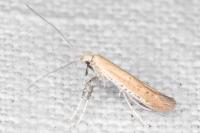 Aspilapteryx tringipennella