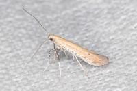 Aspilapteryx tringipennella