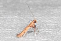 Caloptilia