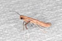 Caloptilia