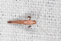 Caloptilia