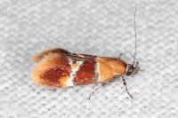 Epicallima bruandella