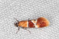 Epicallima bruandella