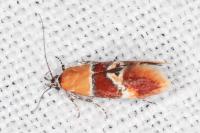 Epicallima bruandella