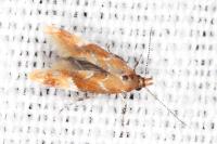 Epicallima formosella