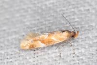 Epicallima formosella