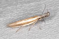 Pleurota aristella