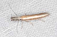 Pleurota aristella