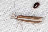 Pleurota aristella