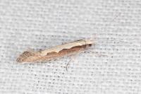 Plutella xylostella