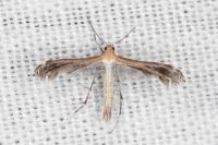 Stangeia siceliota