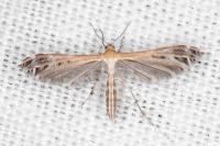 Stangeia siceliota