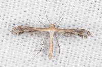 Stangeia siceliota