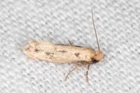 Anomalotinea liguriella
