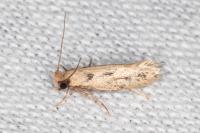 Anomalotinea liguriella