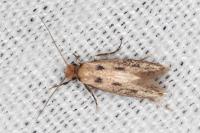 Anomalotinea liguriella