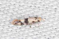 Infurcitinea atrifasciella