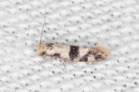 Infurcitinea atrifasciella