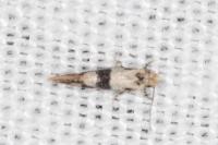 Infurcitinea atrifasciella