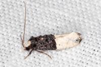 Trichophaga bipartitella