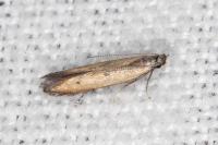 Mesophleps trinotella